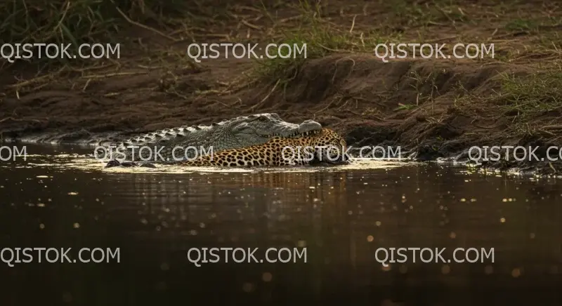 Crocodilo afogou leopardo 02