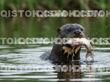Ariranha Comendo Peixe 01.