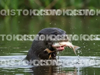 Ariranha Comendo Peixe 02.