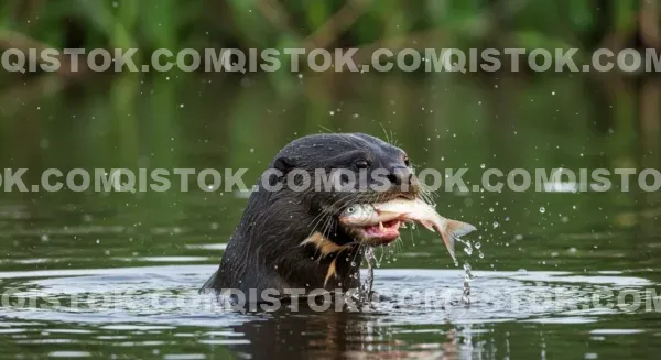 Ariranha Comendo Peixe 02.