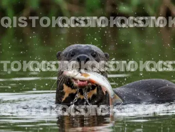 Ariranha Comendo Peixe 03.
