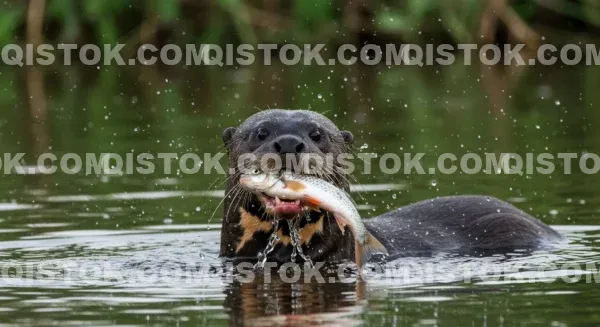 Ariranha Comendo Peixe 03.